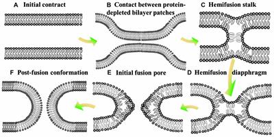 Membrane Fusion Involved in Neurotransmission: Glimpse from Electron Microscope and Molecular Simulation